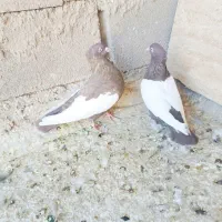 نرو ماده چیش چنگ سفید|پرنده|شیراز, دروازه قران|دیوار