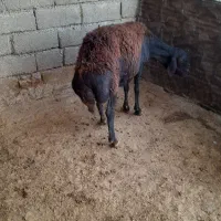 میش آبستن
