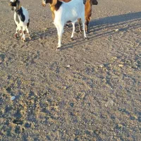 دوعدد بز نژاد دار با دوعدد بزغاله