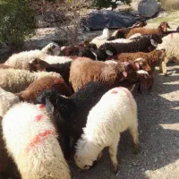 گوسفند زنده تخفیف ویژه ۵۰٪واسه مشتریان دیوار