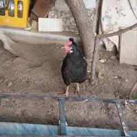 مرغ|حیوانات مزرعه|جلفا, |دیوار