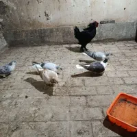 کبوتر|پرنده|بیرجند, |دیوار