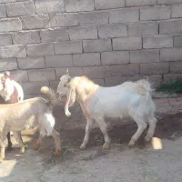 5تا کره نر چاق توپ اصل یک ماده