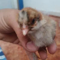 جوجه گلین و برهما