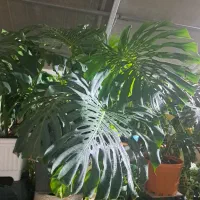 گل گیاه|گل و گیاه طبیعی|تهران, وردآورد|دیوار