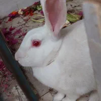 خرگوش سفید چشم شرابی