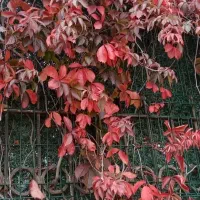 تجویز برنامه های درمانی،روحی، چاقی لاغری