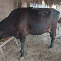 گاوه جوان شیرده با گوسال
