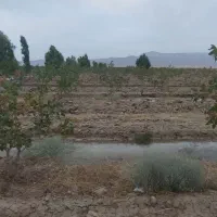 فروش و تهاتر باغ پسته اقساط|فروش زمین و ملک کلنگی|کوهنجان, |دیوار