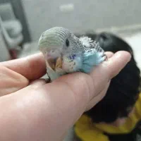 جوجه مرغ عشق