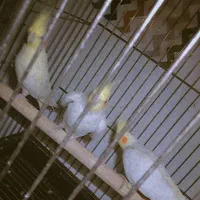 عروس هلندی مولد با یک جوجه