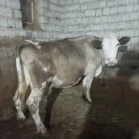 گاو سمینتال