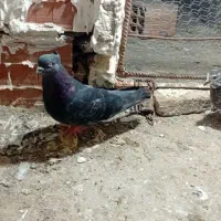 دوتا کفتر پرشی یه جوجه نر یه نر جوانه