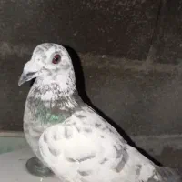 کبوتر|پرنده|دوگنبدان, |دیوار