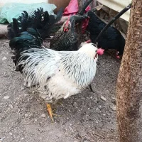 خروس اهلی|حیوانات مزرعه|شاهینشهر, خانه کارگر|دیوار