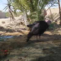 بوقلمون ماده دو عدد در حال تخم  قیمت هر دو  ۳۱۵۰|حیوانات مزرعه|ایرانشهر, |دیوار