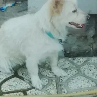 سگ پامرین گم شده|حیوانات|تربت‌حیدریه, طالقانی|دیوار