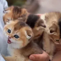 گربه اسکاتیش همه رنگ