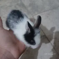 بچه خرگوش دوماهه با پدر ومادراشون
