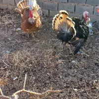 بوقلمون|حیوانات مزرعه|هشتگرد, قاسم آباد بزرگ|دیوار