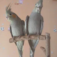 جوجه عروس هلندی|پرنده|ری, دولتآباد|دیوار
