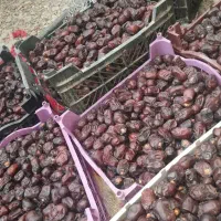 سلام سه تن مضافتی یک تن خرمایی ازاد چیز خوب دارم|خوردنی و آشامیدنی|کهنوج, |دیوار