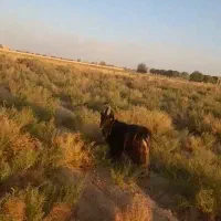 نر بز
