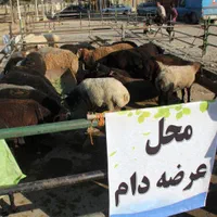 تعاونی تنضیم بازار زیر نظر بهداشت دامپزشکی