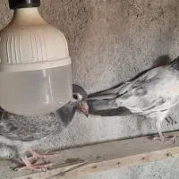 کبوتر معاوضه با مرغ عشق|پرنده|سی‌سخت, |دیوار