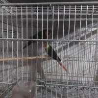 گیرینچیک مولد