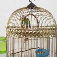 گرینچیک آناناسی فوق دستی