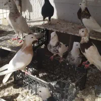 خرمشهر|پرنده|خرمشهر, |دیوار