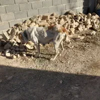 سگ الابای|سگ|گلی داغ, |دیوار