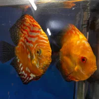 دیسکس|ماهی|نسیمشهر, |دیوار