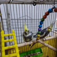 عروس هلندی جفت ماده روی تخم نشسته|پرنده|قزوین, |دیوار