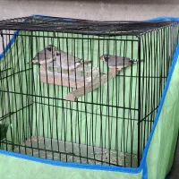 فروش قفس دست دو متوسط و بزرگ