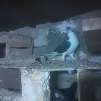 کبوتر شهری زیبا