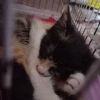 واگذاری گربه ۲ماهه|گربه|رشت, معلم|دیوار