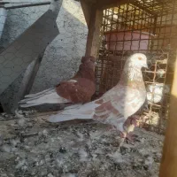 کبوتر پرشی|پرنده|گرگان, |دیوار