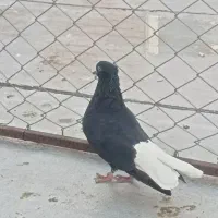 دم سفید ماده