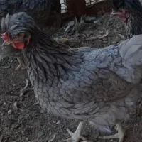 فروش تخم مرغ نطفه دار آیسبار فرانسویی|حیوانات مزرعه|اصفهان, نقش جهان|دیوار