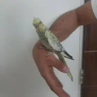 عروس هلندی گل باقالی نر و ماده
