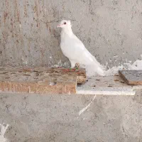 یهودی . پلاکی کاکل