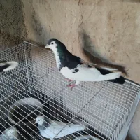 کبوتر