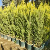 خدمات باغبانی فروش گل و گیاه تجریش پاسداران جردن|خدمات باغبانی و درختکاری|تهران, تجریش|دیوار