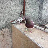 کله سرخ وسیاه شامی ماده کاکل نوک ریز چشم سورمه