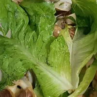 حلزون آلبینو