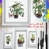 گل های آپارتمانی|گل و گیاه طبیعی|نیشابور, خیام|دیوار