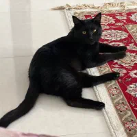 واگزاری گربه