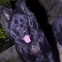 ژرمن بلک نر|سگ|تهران, چیتگر شمالی|دیوار